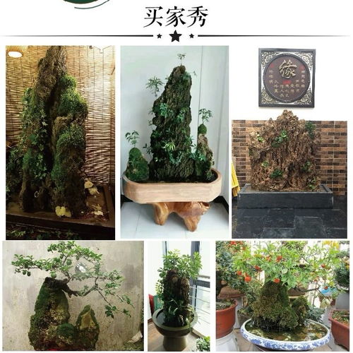 自然之韻，家居雅趣 上水石假山盆景的藝術(shù)魅力與裝飾妙用